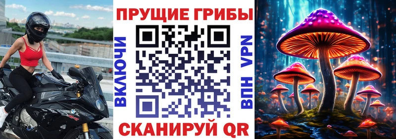 Купить  Новосокольники  Галлюциногенные грибы Psilocybe 